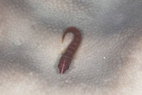 ウバウオ科の1種