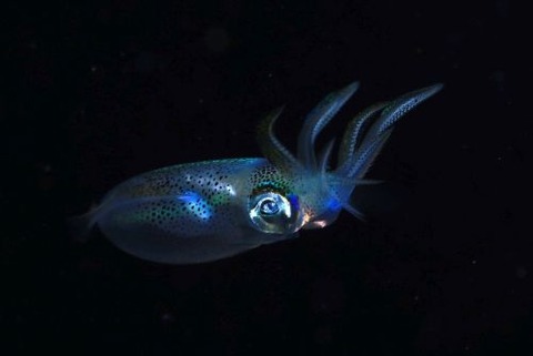 刺激的な水中生物