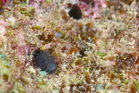 ハダカコケギンポ