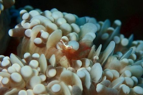 ウィル・エウフィリウス