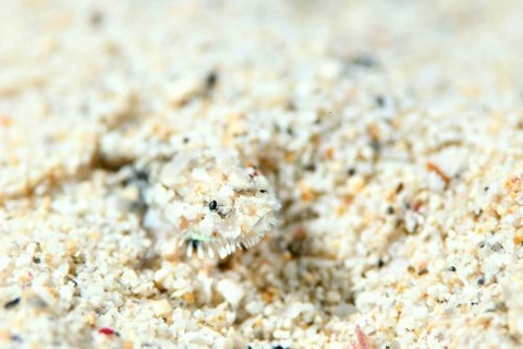 ヒゲモジャハゼ