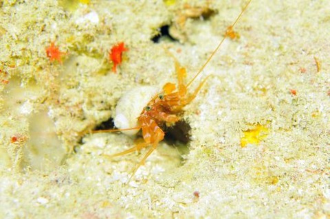 イダテンヒメホンヤドカリ