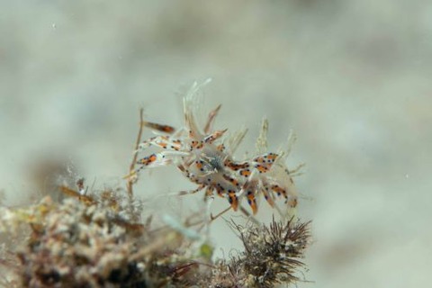 トゲツノメエビ