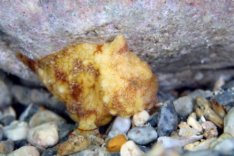 カエルアンコウモドキ