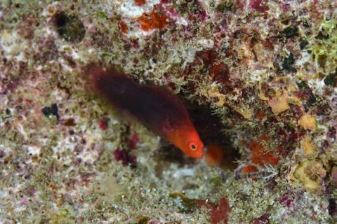 タナバタメギス科の1種