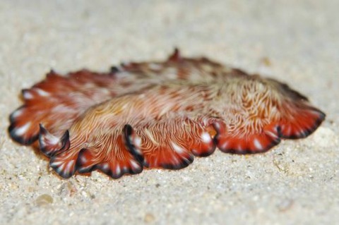 ヒラムシのなかま