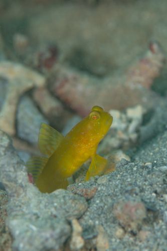 フタホシタカノハハゼ