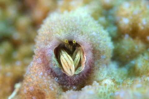 カンザシヤドカリ