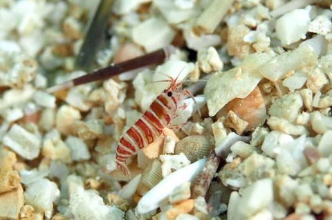 カザリムラサキエビ