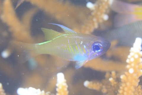 イトヒキテンジクダイ