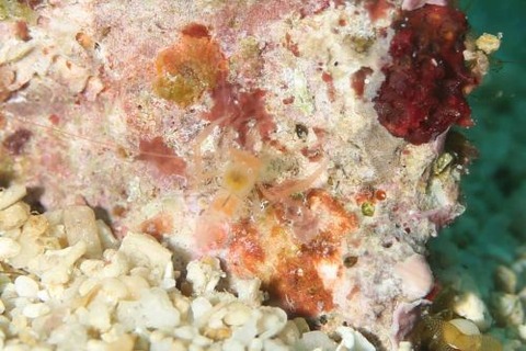 ベニマトイサンゴヒメエビ