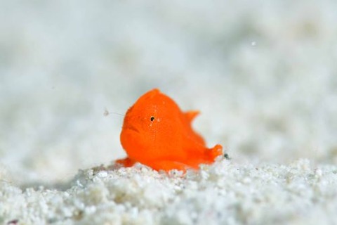 イロカエルアンコウ