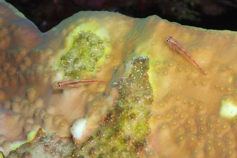 アカスジウミタケハゼ