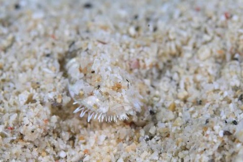 ヒゲモジャハゼ