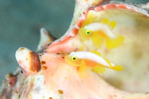 ナカモトイロワケハゼ