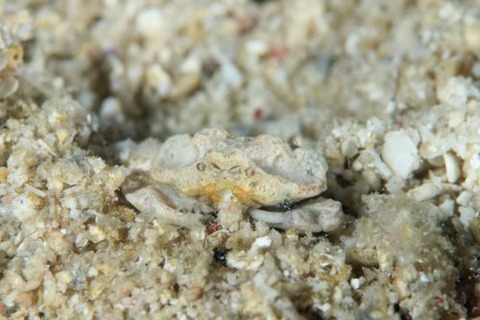 コブシガニ科の1種