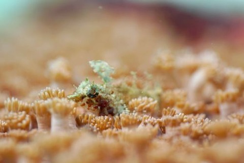 セグロヘビギンポ