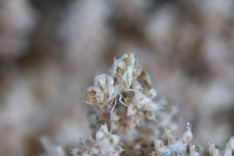 マルミカクレモエビ