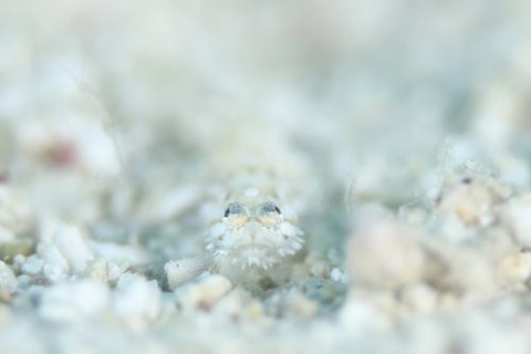 ヒゲモジャハゼ