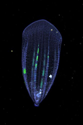 刺激的な水中生物