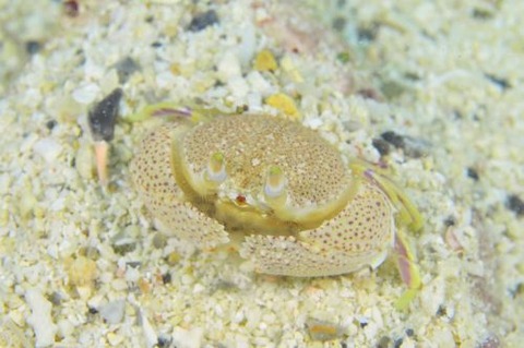 カラッパモドキ