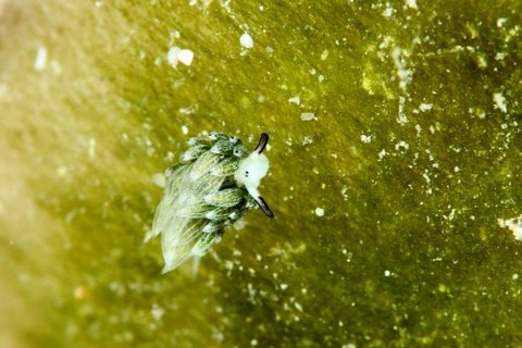 ウサギモウミウシ