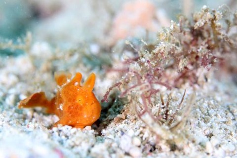 イロカエルアンコウ