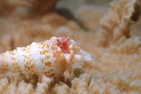 ヤドカリ不明種