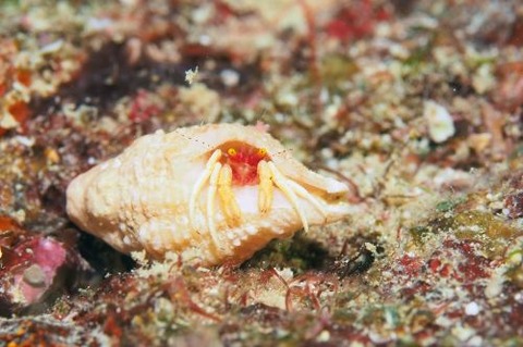 シダラミギキキヨコバサミ