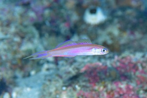 カグヤヒメハゼ