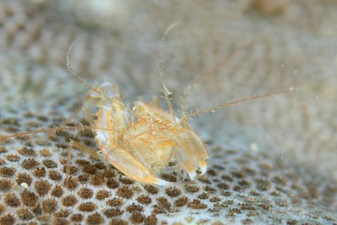 サンゴヒメエビ