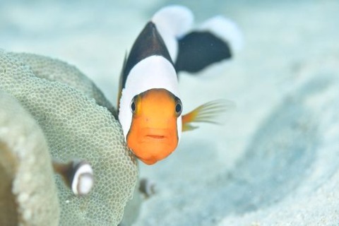 トウアカクマノミ