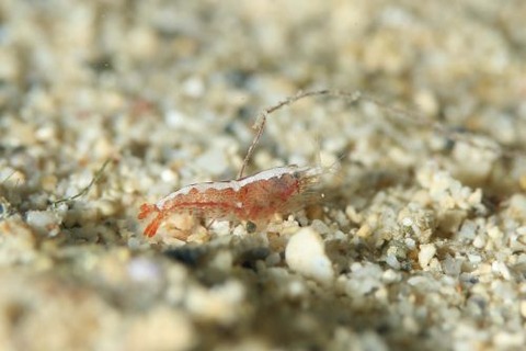 トゲテッポウエビ