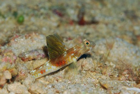 オニハゼ属の1種