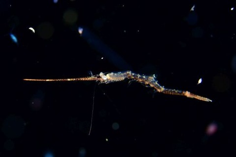 刺激的な水中生物