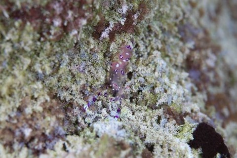 ナデシコカクレエビ