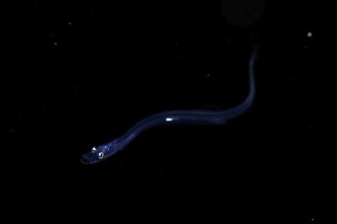 刺激的な水中生物