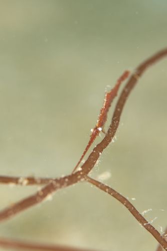 トガリモエビ属の1種