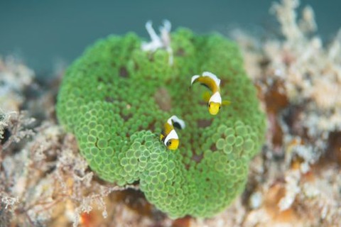 トウアカクマノミ