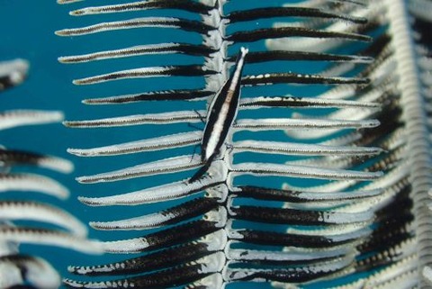 チビウミシダエビ