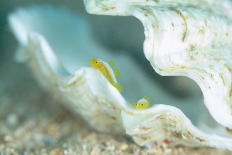 ナカモトイロワケハゼ