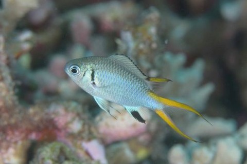 モンスズメダイ