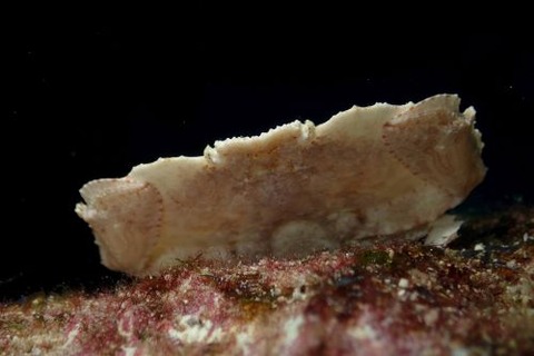 ヒメメンコヒシガニ