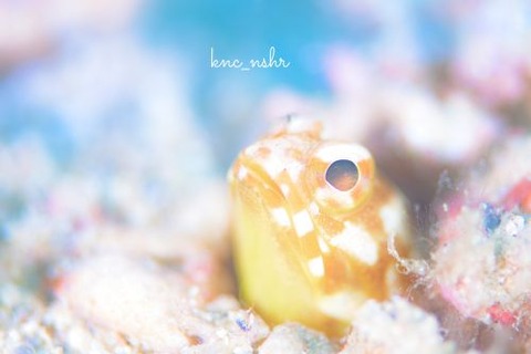 ホシカゲアゴアマダイ