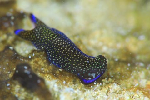 アミメキセワタ