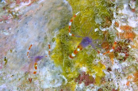 ステノプス・テヌイロストリス