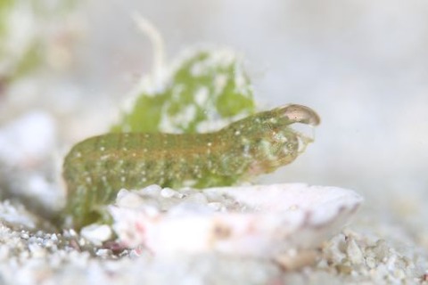 フトユビシャコモドキ属の1種