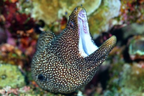 ハナビラウツボ