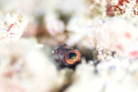 ホシカゲアゴアマダイ