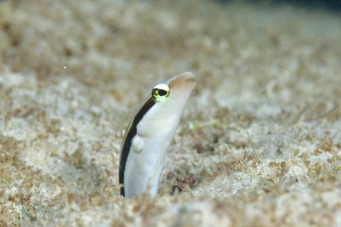 クロスジギンポ